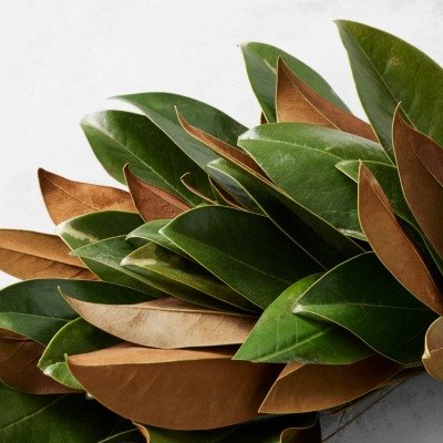 Image of product Magnolia Live Wreath by Williams Sonoma