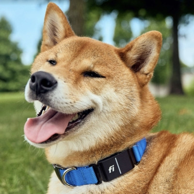 Image of product Series 3 Smart Dog Collar by Fi