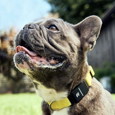 Image of product Series 3 Smart Dog Collar by Fi