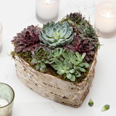 Image of product Birch Wrapped Heart Succulent by Olive & Cocoa