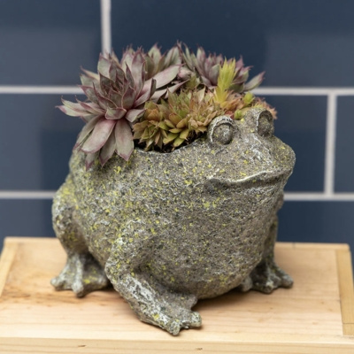 Image of product Succulent Frog by Olive & Cocoa