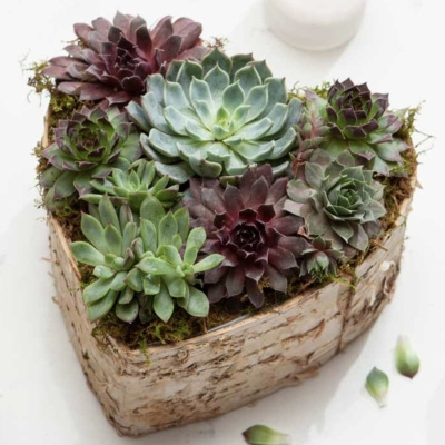 Image of product Birch Wrapped Heart Succulent by Olive & Cocoa