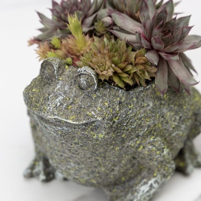 Image of product Succulent Frog by Olive & Cocoa