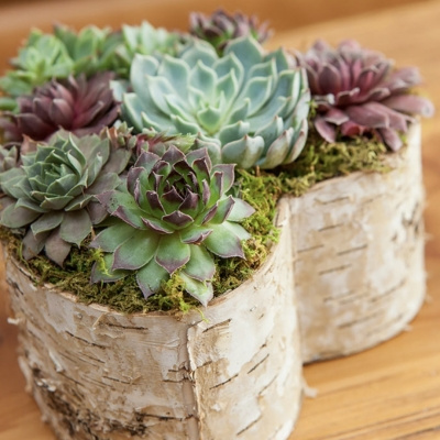Image of product Birch Wrapped Heart Succulent by Olive & Cocoa
