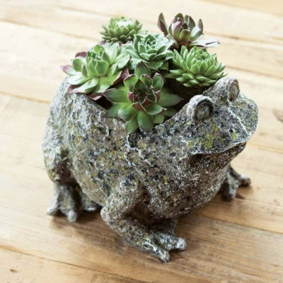 Image of product Succulent Frog by Olive & Cocoa