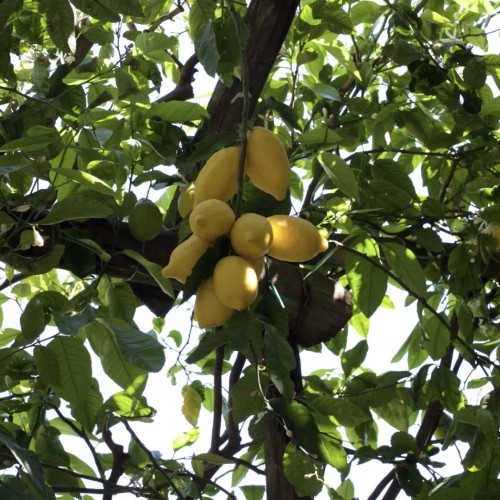 Image of product Limoncello Liqueur by Il Gusto di Amalfi