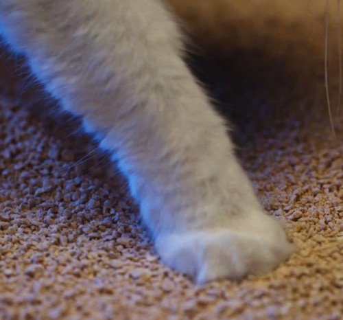 Image of product Comfort Care Unscented by World's Best Cat Litter