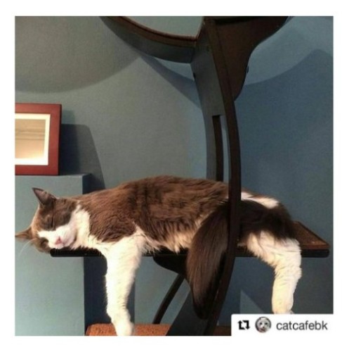 Image of product Lotus Cat Tower by Refined Feline