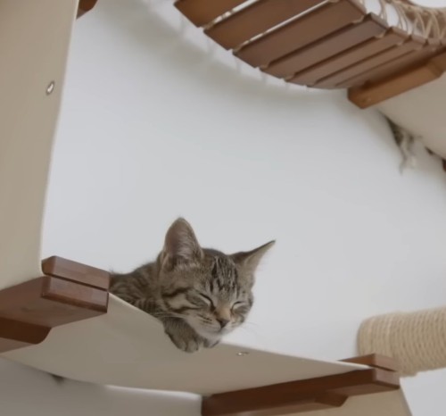 Image of product The Juggernaut Indoor Cat Playground for Wall by Catastrophic Creations